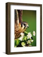 American Kestrel on a Crab Apple Bloom-Darrell Gulin-Framed Photographic Print