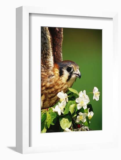 American Kestrel on a Crab Apple Bloom-Darrell Gulin-Framed Photographic Print