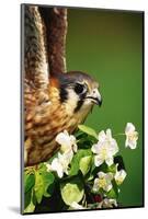 American Kestrel on a Crab Apple Bloom-Darrell Gulin-Mounted Photographic Print