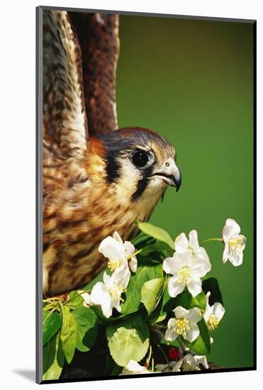 American Kestrel on a Crab Apple Bloom-Darrell Gulin-Mounted Photographic Print