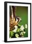 American Kestrel on a Crab Apple Bloom-Darrell Gulin-Framed Photographic Print