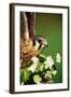 American Kestrel on a Crab Apple Bloom-Darrell Gulin-Framed Photographic Print