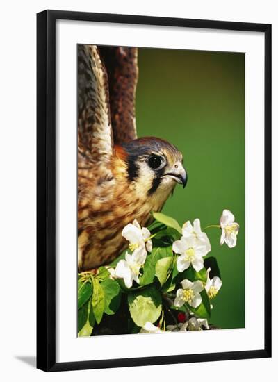 American Kestrel on a Crab Apple Bloom-Darrell Gulin-Framed Photographic Print