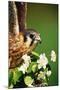 American Kestrel on a Crab Apple Bloom-Darrell Gulin-Mounted Photographic Print