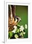 American Kestrel on a Crab Apple Bloom-Darrell Gulin-Framed Photographic Print