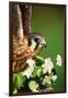 American Kestrel on a Crab Apple Bloom-Darrell Gulin-Framed Photographic Print