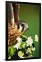 American Kestrel on a Crab Apple Bloom-Darrell Gulin-Framed Photographic Print