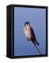 American Kestrel, Sanibel Island, Florida, USA-Charles Sleicher-Framed Stretched Canvas