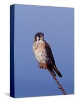 American Kestrel, Sanibel Island, Florida, USA-Charles Sleicher-Stretched Canvas