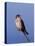 American Kestrel, Sanibel Island, Florida, USA-Charles Sleicher-Stretched Canvas