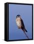 American Kestrel, Sanibel Island, Florida, USA-Charles Sleicher-Framed Stretched Canvas