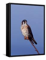 American Kestrel, Sanibel Island, Florida, USA-Charles Sleicher-Framed Stretched Canvas