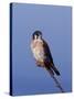 American Kestrel, Sanibel Island, Florida, USA-Charles Sleicher-Stretched Canvas