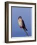 American Kestrel, Sanibel Island, Florida, USA-Charles Sleicher-Framed Photographic Print