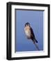 American Kestrel, Sanibel Island, Florida, USA-Charles Sleicher-Framed Photographic Print