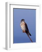 American Kestrel, Sanibel Island, Florida, USA-Charles Sleicher-Framed Photographic Print