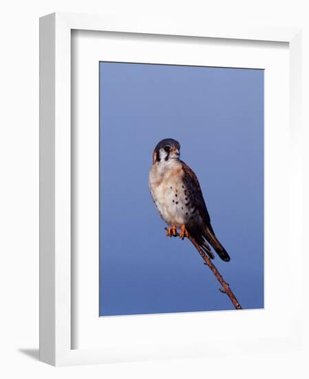 American Kestrel, Sanibel Island, Florida, USA-Charles Sleicher-Framed Photographic Print