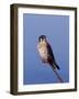 American Kestrel, Sanibel Island, Florida, USA-Charles Sleicher-Framed Photographic Print