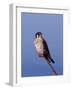 American Kestrel, Sanibel Island, Florida, USA-Charles Sleicher-Framed Photographic Print