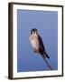 American Kestrel, Sanibel Island, Florida, USA-Charles Sleicher-Framed Photographic Print