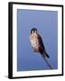 American Kestrel, Sanibel Island, Florida, USA-Charles Sleicher-Framed Photographic Print