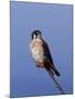 American Kestrel, Sanibel Island, Florida, USA-Charles Sleicher-Mounted Photographic Print