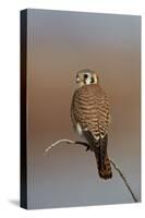 American Kestrel (Sparrow Hawk) (Falco Sparverius) Female-James Hager-Stretched Canvas