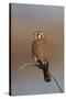 American Kestrel (Sparrow Hawk) (Falco Sparverius) Female-James Hager-Stretched Canvas