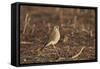 American Kestrel (Sparrow Hawk) (Falco Sparverius) Female-James Hager-Framed Stretched Canvas