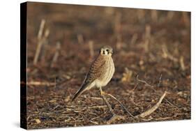 American Kestrel (Sparrow Hawk) (Falco Sparverius) Female-James Hager-Stretched Canvas