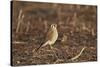 American Kestrel (Sparrow Hawk) (Falco Sparverius) Female-James Hager-Stretched Canvas