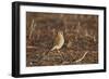 American Kestrel (Sparrow Hawk) (Falco Sparverius) Female-James Hager-Framed Photographic Print