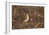 American Kestrel (Sparrow Hawk) (Falco Sparverius) Female-James Hager-Framed Photographic Print