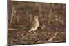 American Kestrel (Sparrow Hawk) (Falco Sparverius) Female-James Hager-Mounted Photographic Print