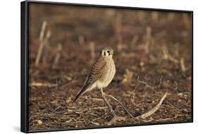 American Kestrel (Sparrow Hawk) (Falco Sparverius) Female-James Hager-Framed Photographic Print