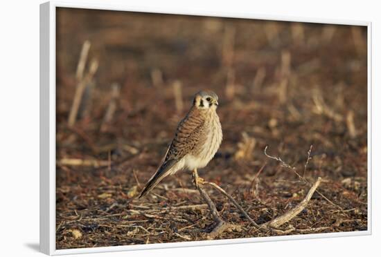 American Kestrel (Sparrow Hawk) (Falco Sparverius) Female-James Hager-Framed Photographic Print