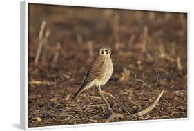 American Kestrel (Sparrow Hawk) (Falco Sparverius) Female-James Hager-Framed Photographic Print