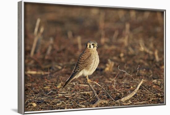 American Kestrel (Sparrow Hawk) (Falco Sparverius) Female-James Hager-Framed Photographic Print