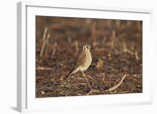 American Kestrel (Sparrow Hawk) (Falco Sparverius) Female-James Hager-Framed Photographic Print