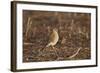 American Kestrel (Sparrow Hawk) (Falco Sparverius) Female-James Hager-Framed Photographic Print