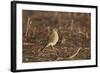 American Kestrel (Sparrow Hawk) (Falco Sparverius) Female-James Hager-Framed Photographic Print