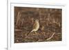 American Kestrel (Sparrow Hawk) (Falco Sparverius) Female-James Hager-Framed Photographic Print