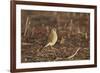 American Kestrel (Sparrow Hawk) (Falco Sparverius) Female-James Hager-Framed Photographic Print