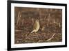 American Kestrel (Sparrow Hawk) (Falco Sparverius) Female-James Hager-Framed Photographic Print