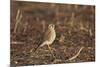 American Kestrel (Sparrow Hawk) (Falco Sparverius) Female-James Hager-Mounted Photographic Print