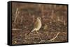 American Kestrel (Sparrow Hawk) (Falco Sparverius) Female-James Hager-Framed Stretched Canvas