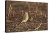 American Kestrel (Sparrow Hawk) (Falco Sparverius) Female-James Hager-Stretched Canvas