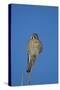 American Kestrel (Sparrow Hawk) (Falco Sparverius) Female-James Hager-Stretched Canvas