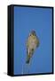 American Kestrel (Sparrow Hawk) (Falco Sparverius) Female-James Hager-Framed Stretched Canvas