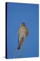 American Kestrel (Sparrow Hawk) (Falco Sparverius) Female-James Hager-Stretched Canvas